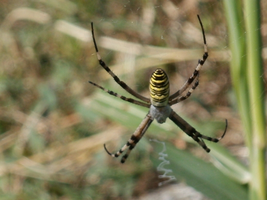 Cespuglio interessante: Argiope bruennichi  Thomisus onustus